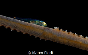Whip Coral Goby, unusual colors by Marco Fierli 